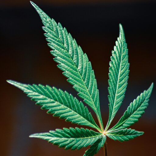 Buy Weed Online In Ireland