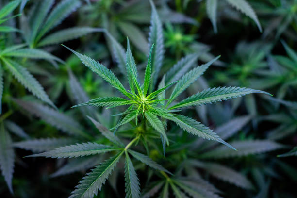 Buy Weed Online In Ireland