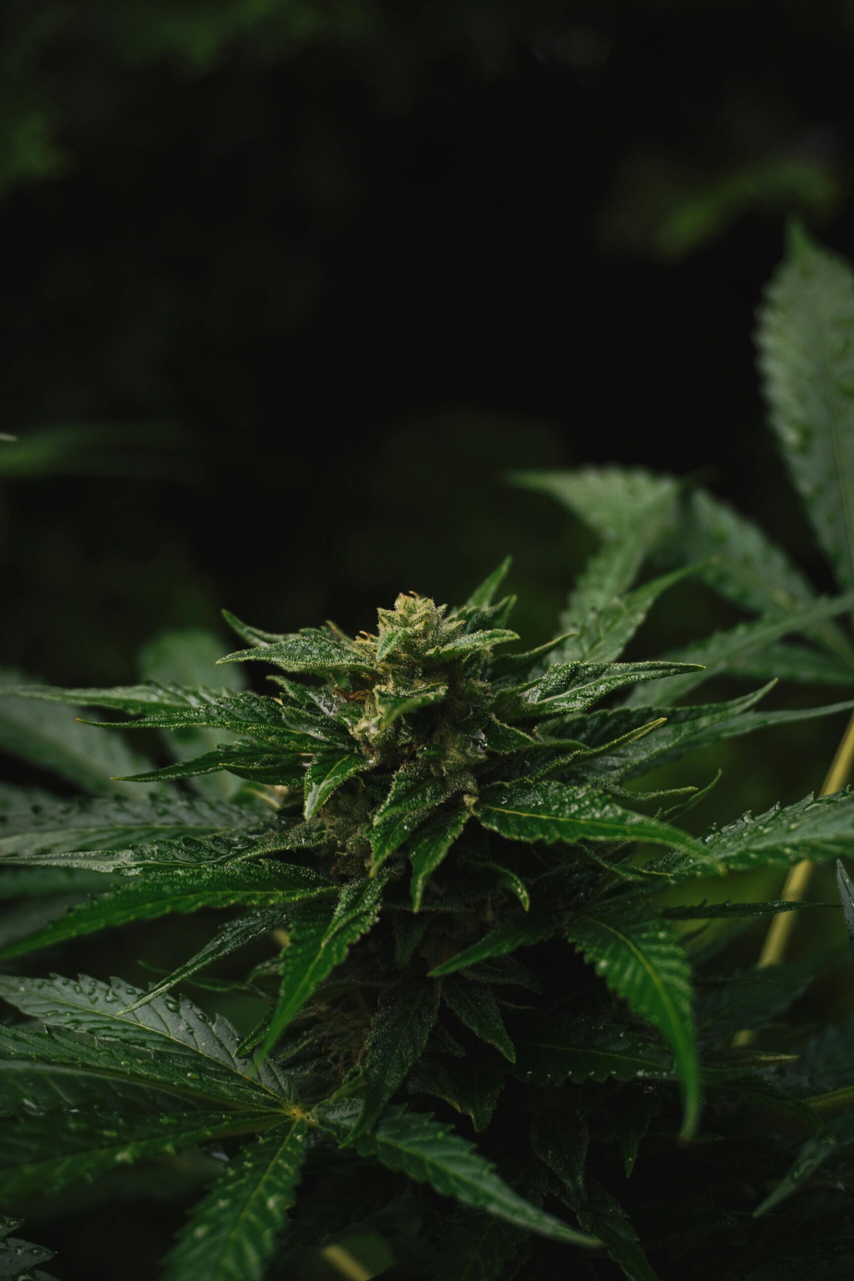 Buy Weed Online In Ireland