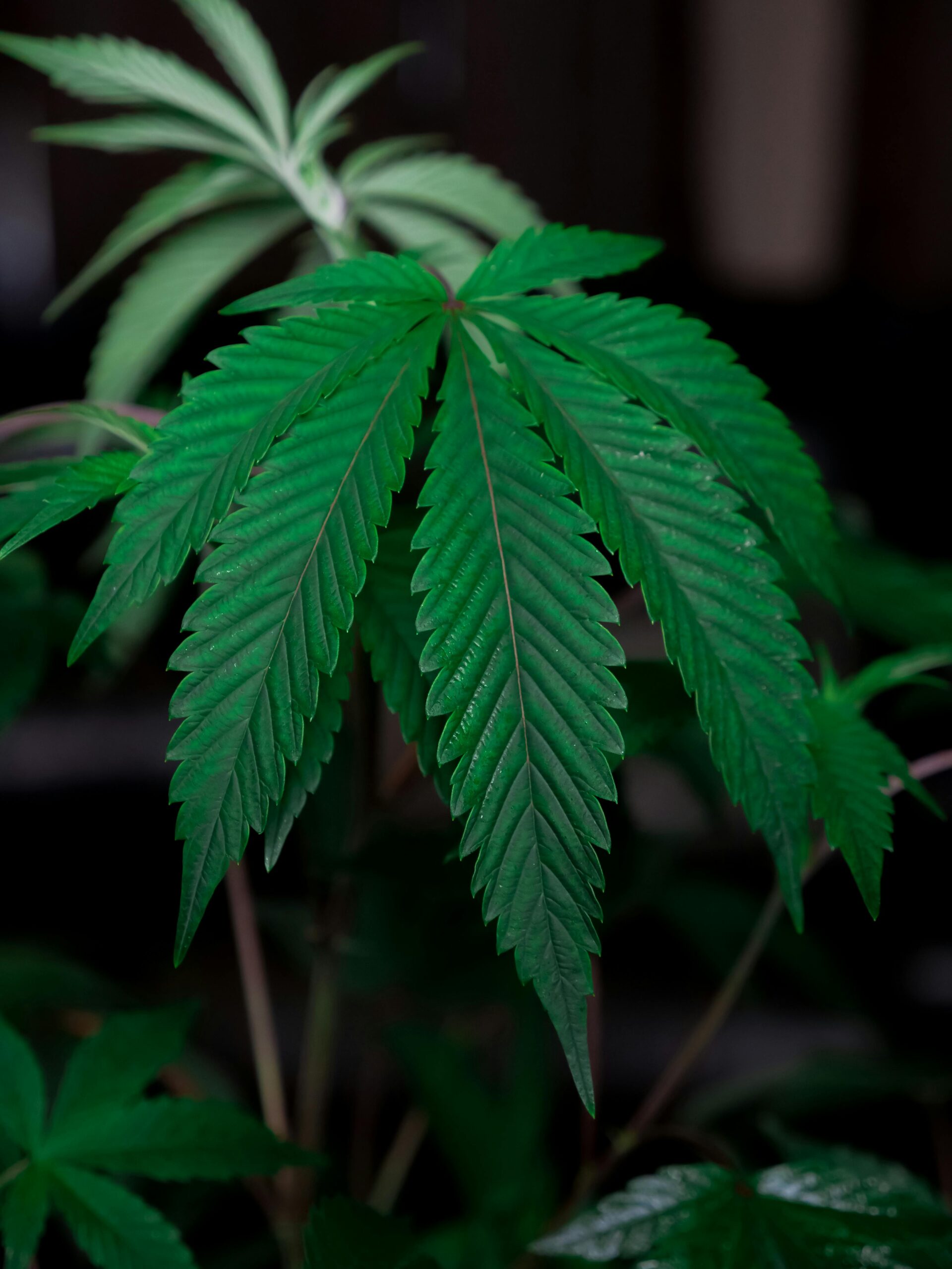 Buy Weed Online In Ireland