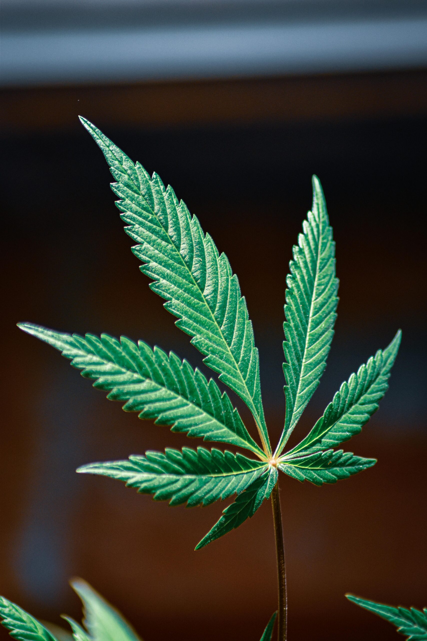 Buy Weed Online In Ireland