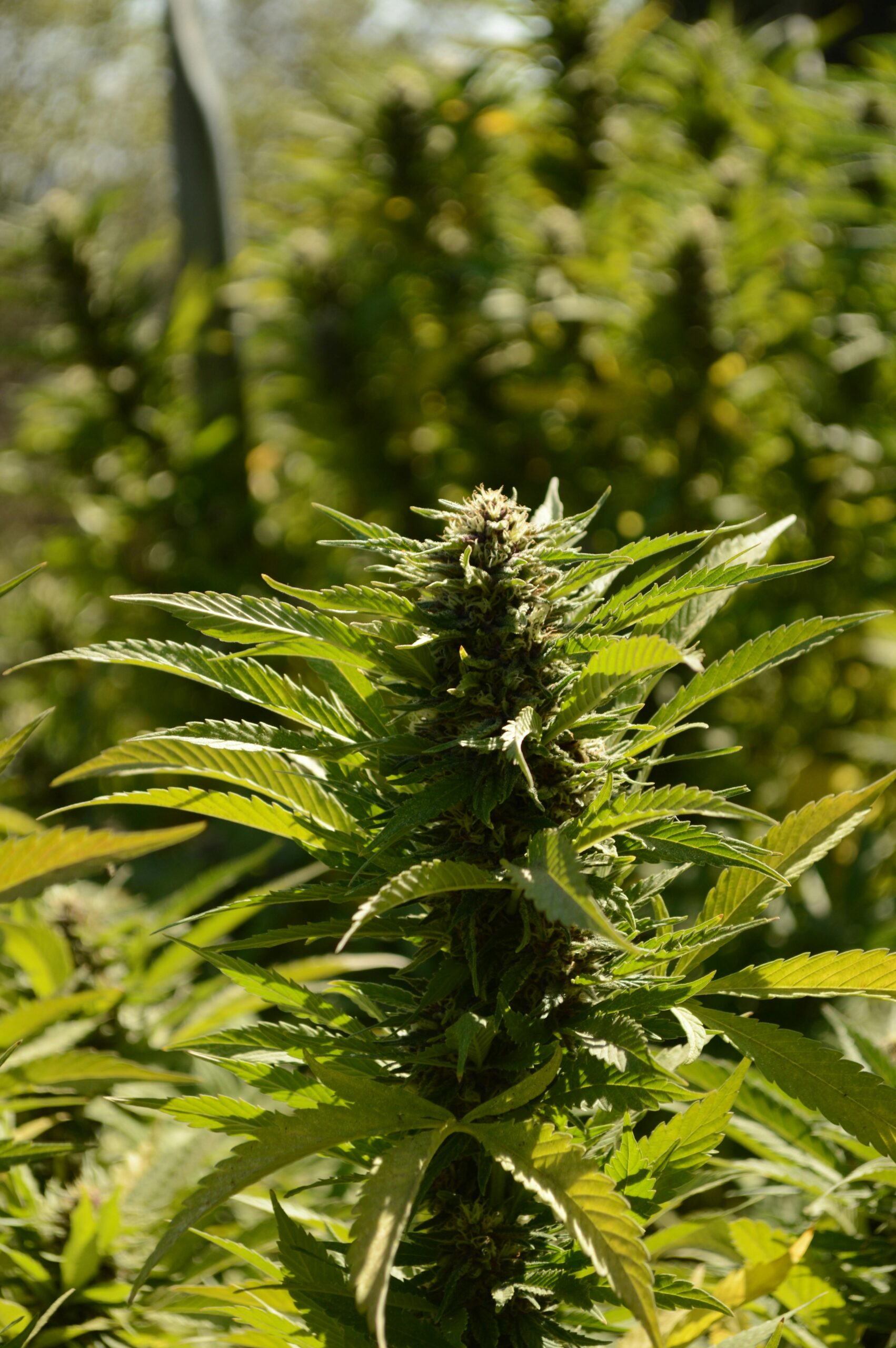 Buy Weed Online In Ireland